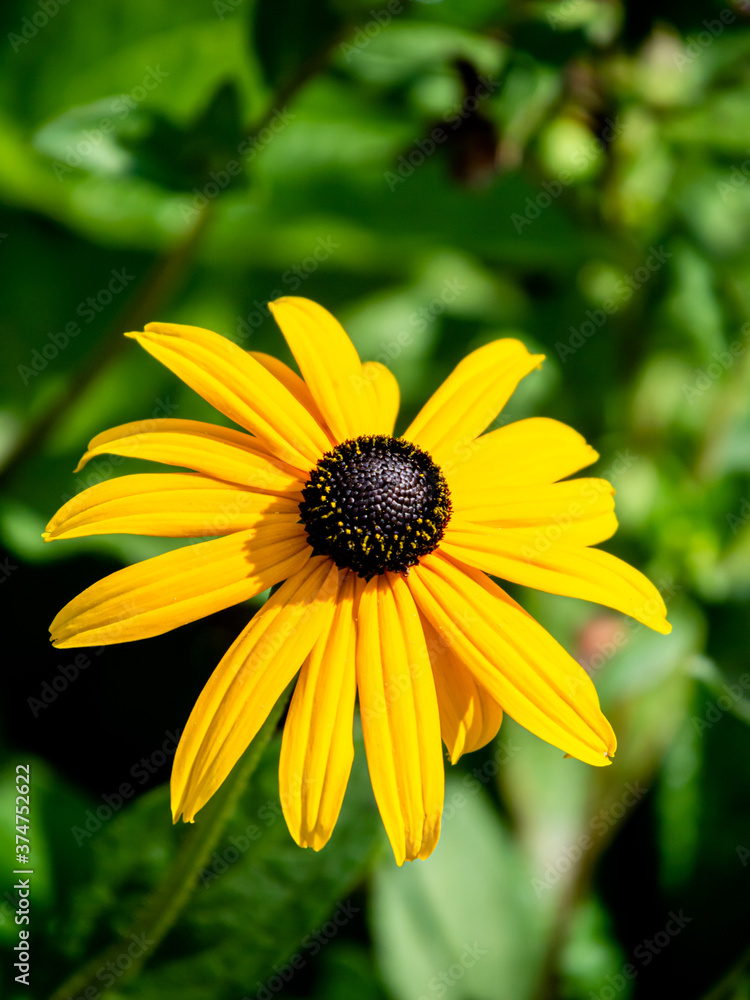 Bright colors of summer: yellow Rudbeckia in the sun Bright colors of summer: yellow Rudbeckia in the sun