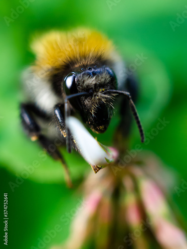 Bumblebee face-to-face close-up © Denis