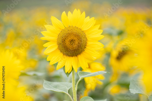 yellow sunflower closeup