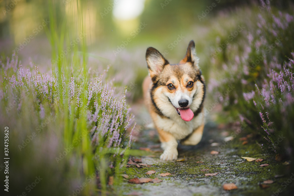 Beautiful welsh corgi pemboke dog portraint in heathers
Beautiful welsh corgi pemboke dog portraint in heathers