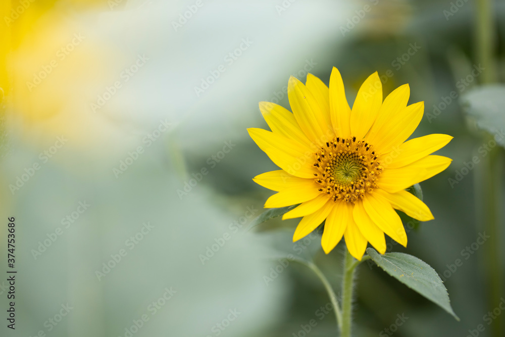 Obraz premium yellow sunflower closeup