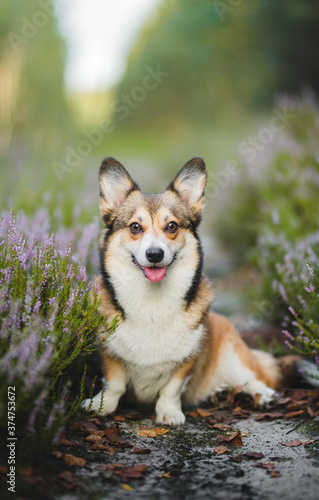 Beautiful welsh corgi pemboke dog portraint in heathers 