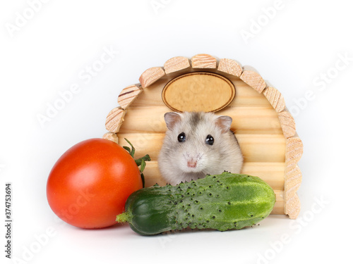 Dzungarian hamster (Phodopus sungorus) sits in the house. Studio photo. photo