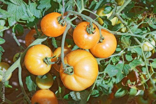 Wallpaper Mural Yellow large tomatoes on the branches in an amateur garden Torontodigital.ca