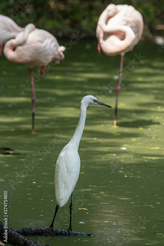 Egretta Garzetta also known as Little egret walks in a pond
