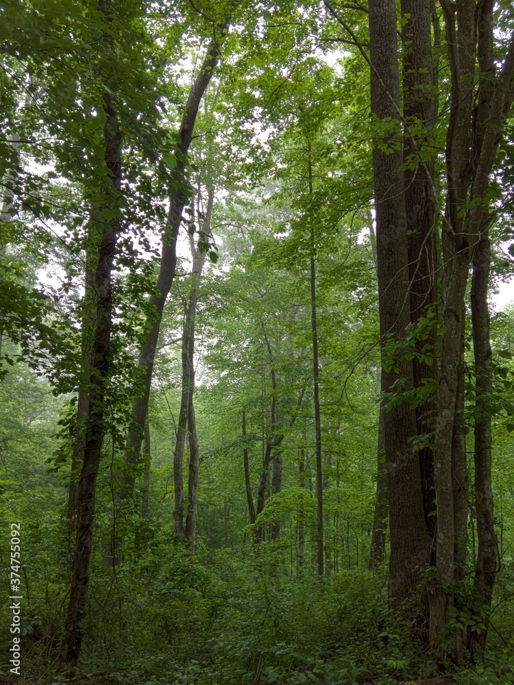 Obraz premium trees in the forest