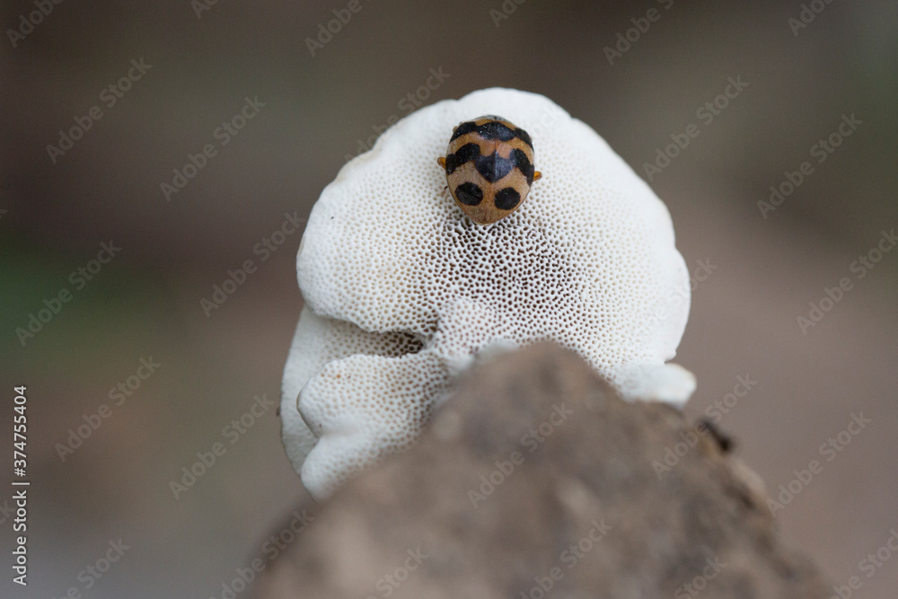 ladybug on a mushroom closeup macro ladybug on a mushroom closeup macro
