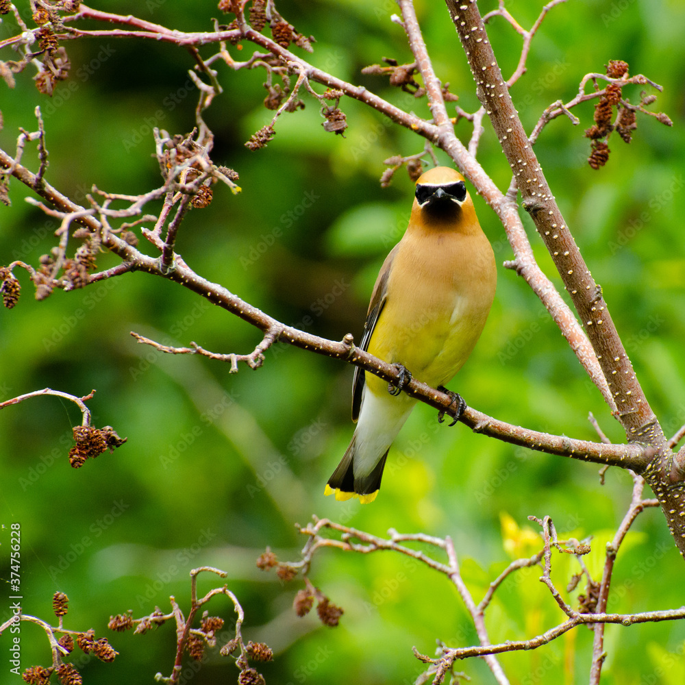 Naklejka premium Jaseur d'Amérique - Cedar waxwing
