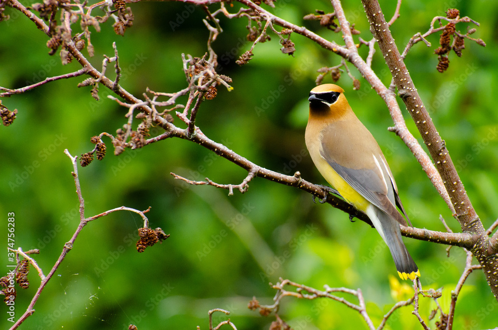 Naklejka premium Jaseur d'Amérique - Cedar waxwing