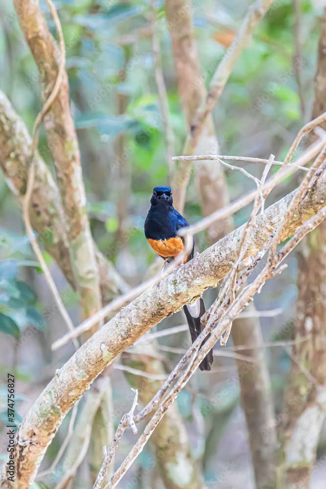 Obraz premium Wilpattu National Park, Sri-Lanka