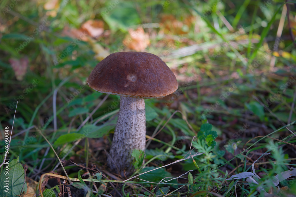 Edible mushroom Leccinum Aurantiacum with orange caps. Edible mushroom Leccinum Aurantiacum with orange caps.