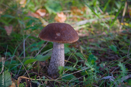 Edible mushroom Leccinum Aurantiacum with orange caps.