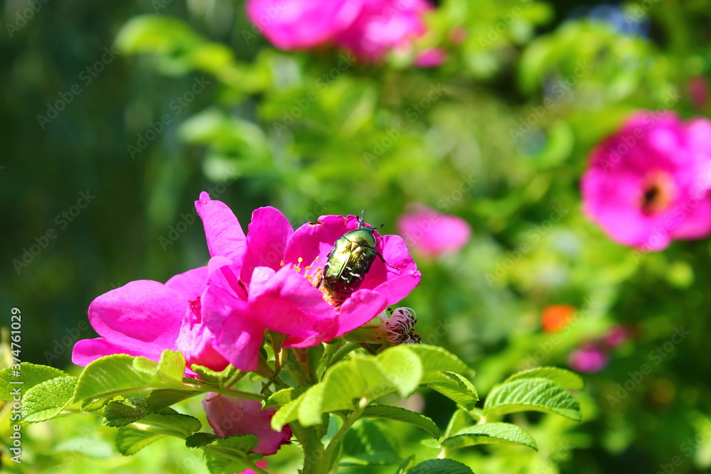 Fototapeta premium bee on a flower
