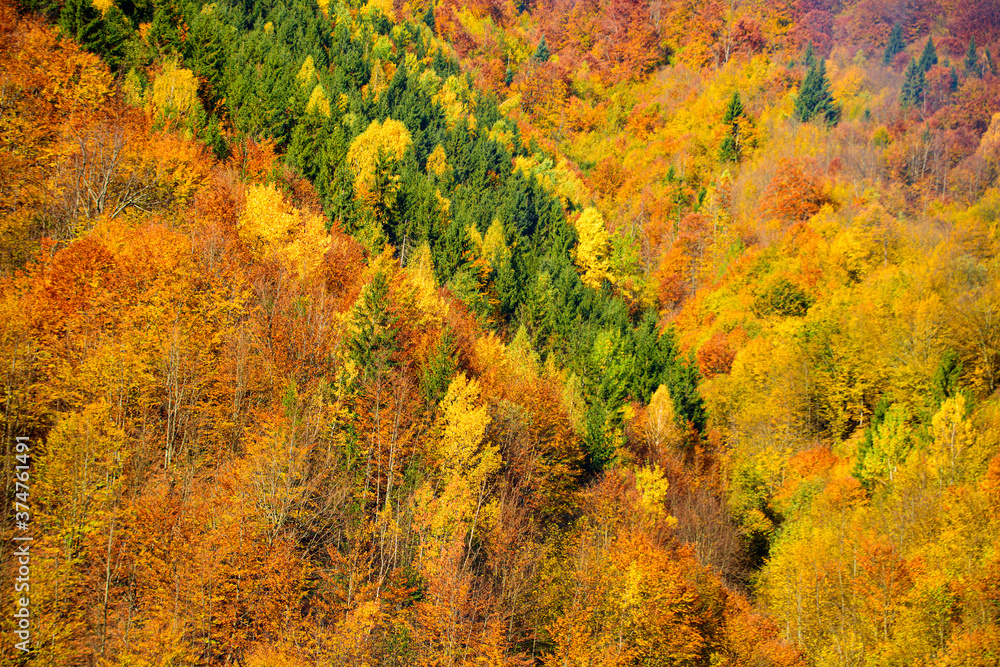 Landscape of mountains during autumn time. Beautiful orange and red forest, many trees on the orange hills. Autumnal Trees and Leaves texture, background. Landscape of mountains during autumn time. Beautiful orange and red forest, many trees on the orange hills. Autumnal Trees and Leaves texture, background.