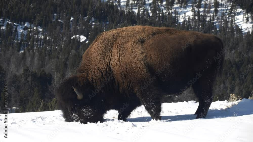 side view of grazing bison facing left during winter at yellowstone national park in wyoming, usa side view of grazing bison facing left during winter at yellowstone national park in wyoming, usa