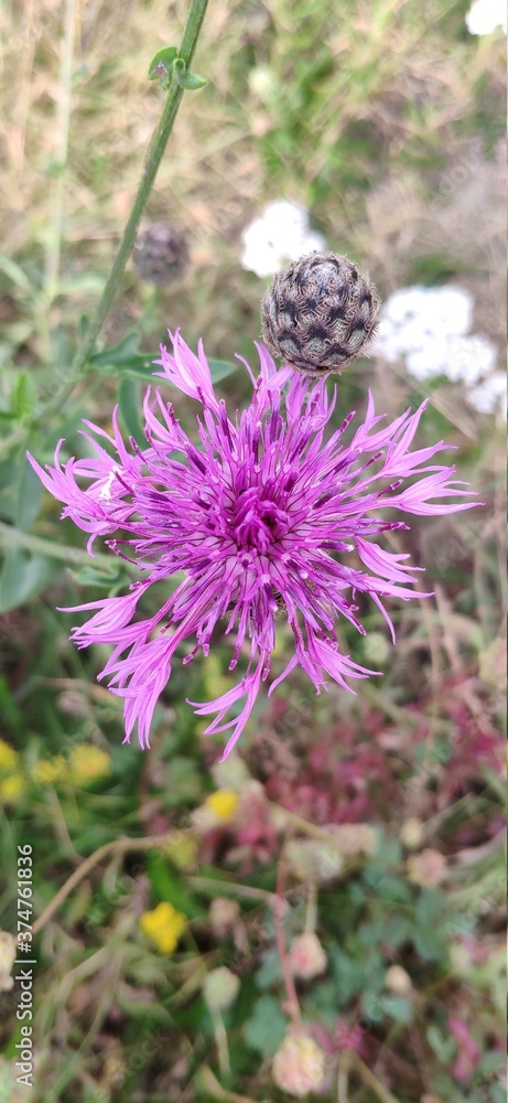Greater knapweed Greater knapweed