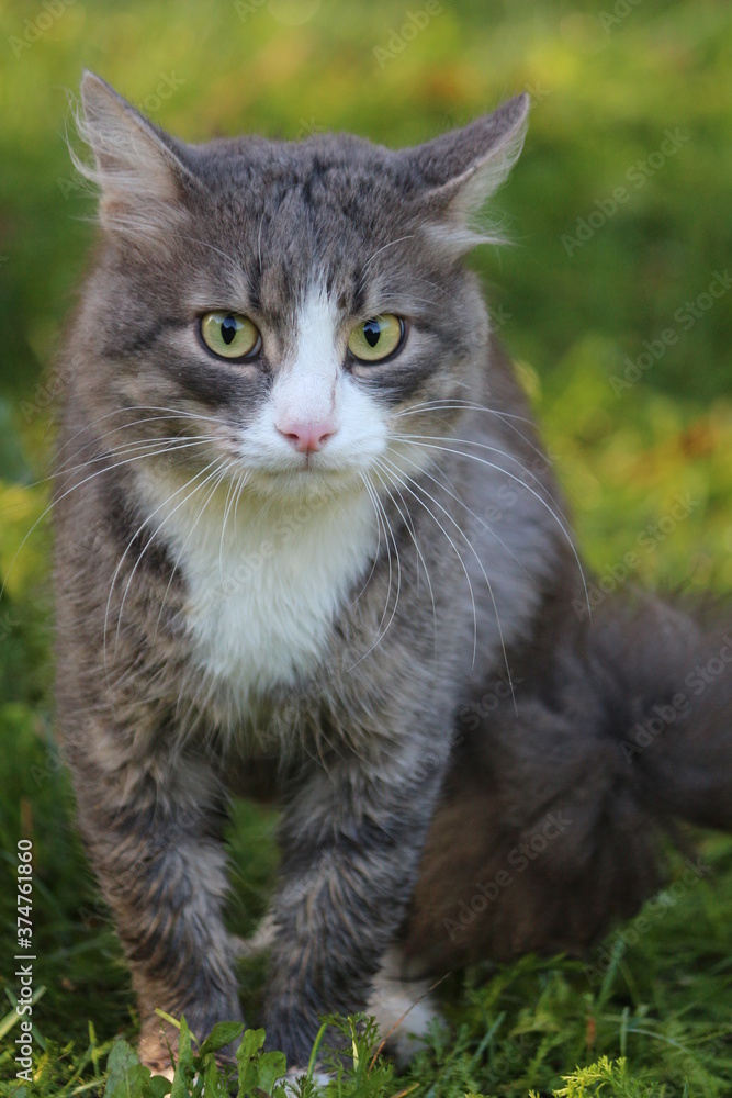 A beautiful fluffy brown gray tabby cat with bright yellow green eyes looks attentively at the victim on a bright background of green and yellow grass in the autumn garden. Portrait of a beautiful cat