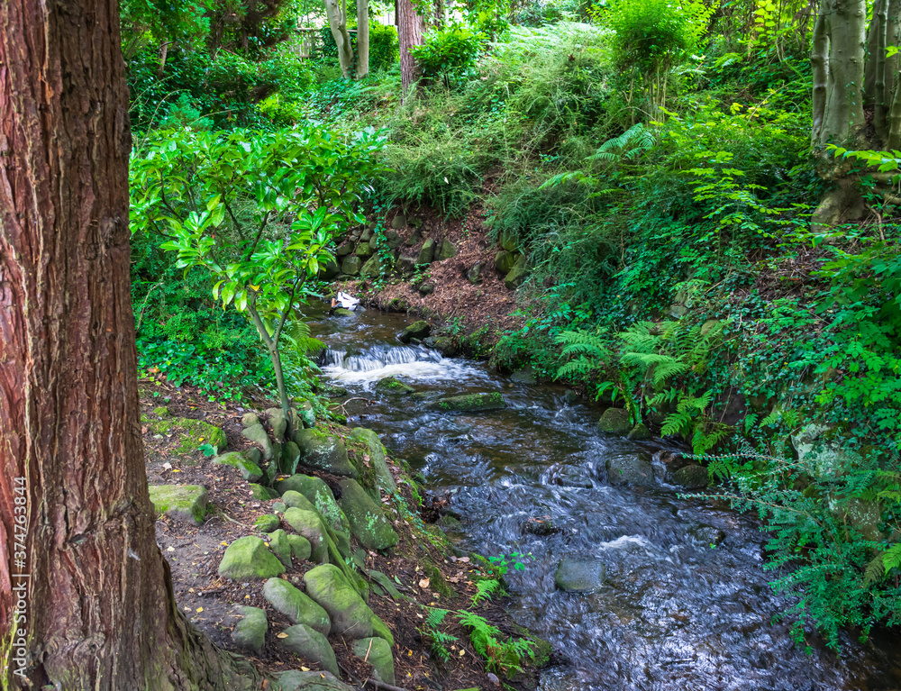 Obraz premium stream in the forest