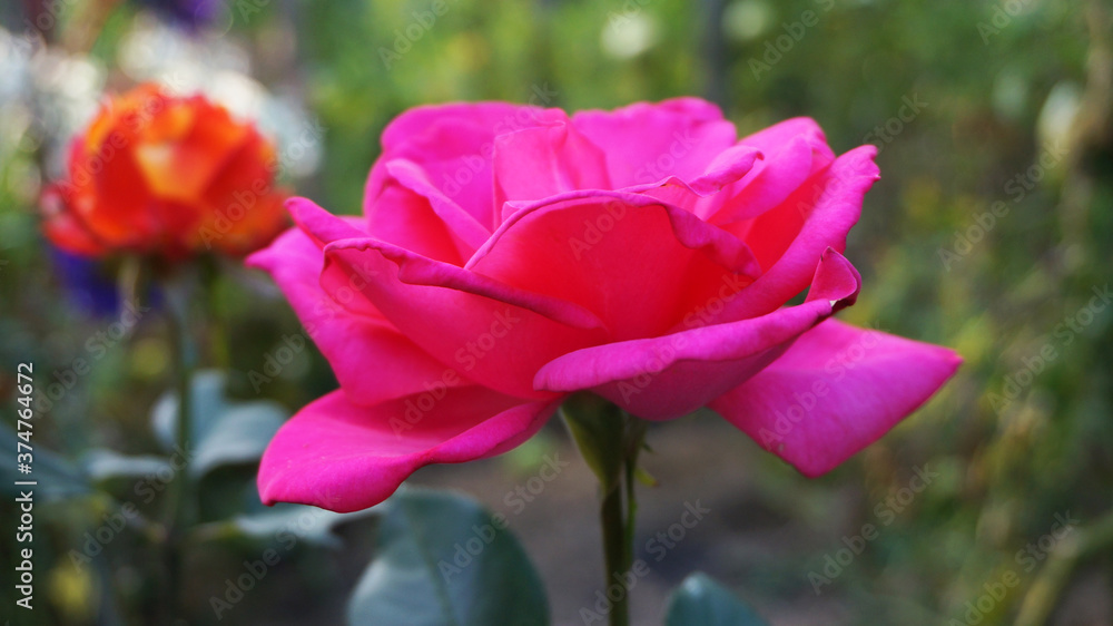 Pink rose bud close up.