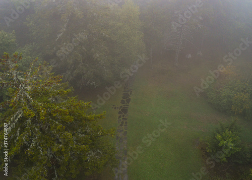 morning mist over the forest