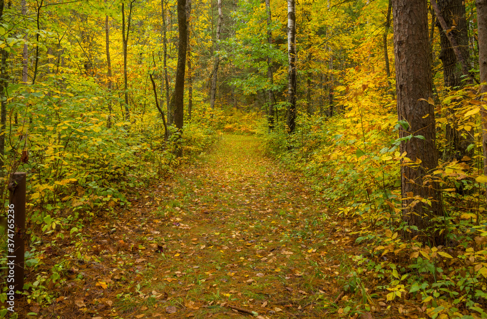 Obraz premium path in the forest golden autumn colors