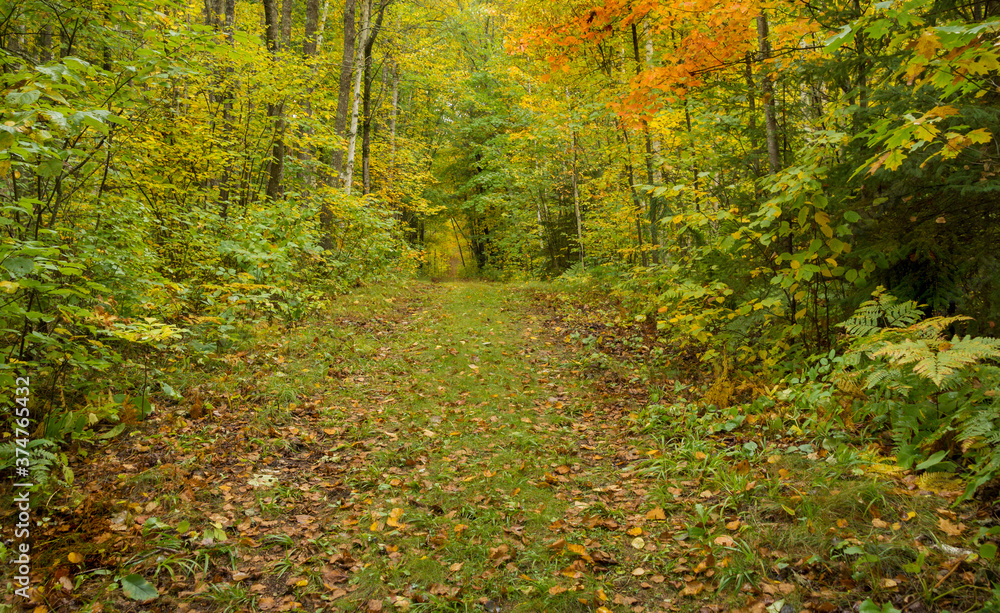 Fototapeta premium autumn Deep in the woods 