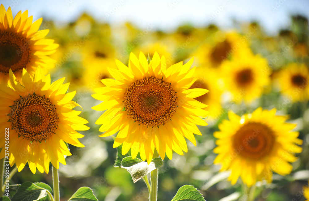 Obraz premium girasoles en el campo