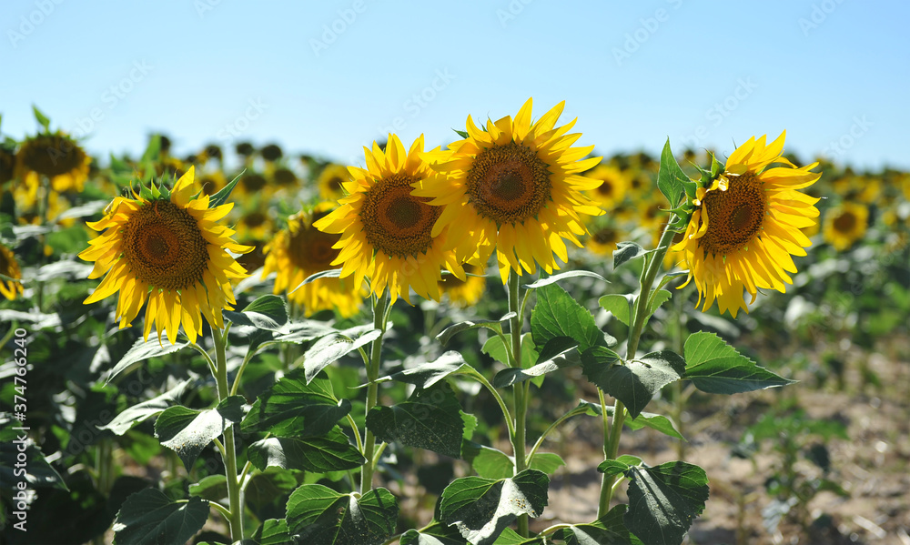 girasoles