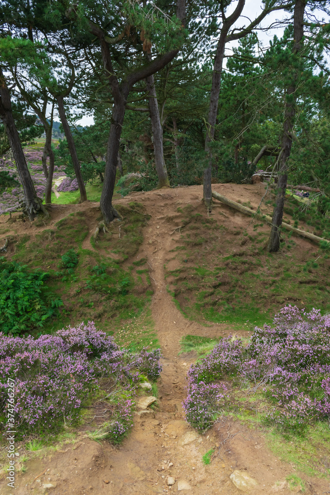 Fototapeta premium path in the woods