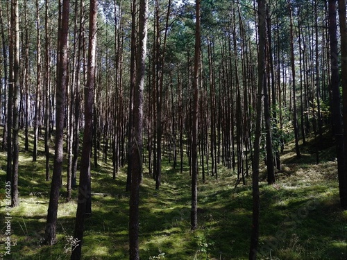 Pine tree forest surround
