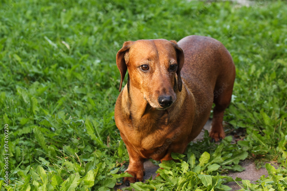 The smooth-haired dachshund sits on the grass with a frightened expression on its muzzle, sniffing out. The smooth-haired dachshund sits on the grass with a frightened expression on its muzzle, sniffing out.