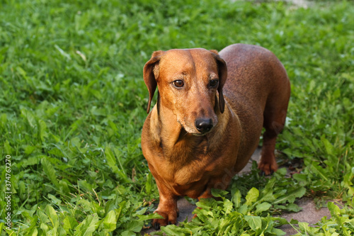 The smooth-haired dachshund sits on the grass with a frightened expression on its muzzle  sniffing out.