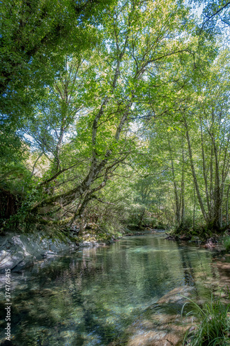 river of crystalline waters among large leafy trees on a sunny day in the Sierra de Courel in Lugo  Galicia  Spain