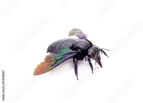 Tropical carpenter bee (Xylocopa latipes) is a species of carpenter bee widely dispersed throughout Southeast Asia, isolated on white background photo