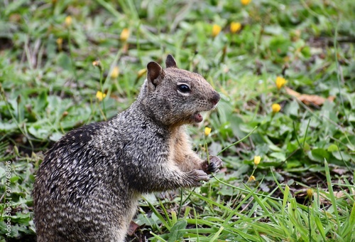 Fototapeta Naklejka Na Ścianę i Meble -  Squirrel  chewing on tasty grass.