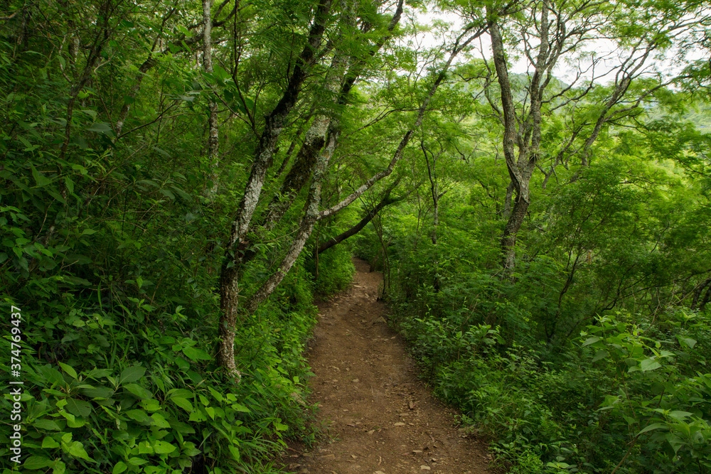 Hiking. Dirt path along the forest of beautiful green leaves foliage. Hiking. Dirt path along the forest of beautiful green leaves foliage.