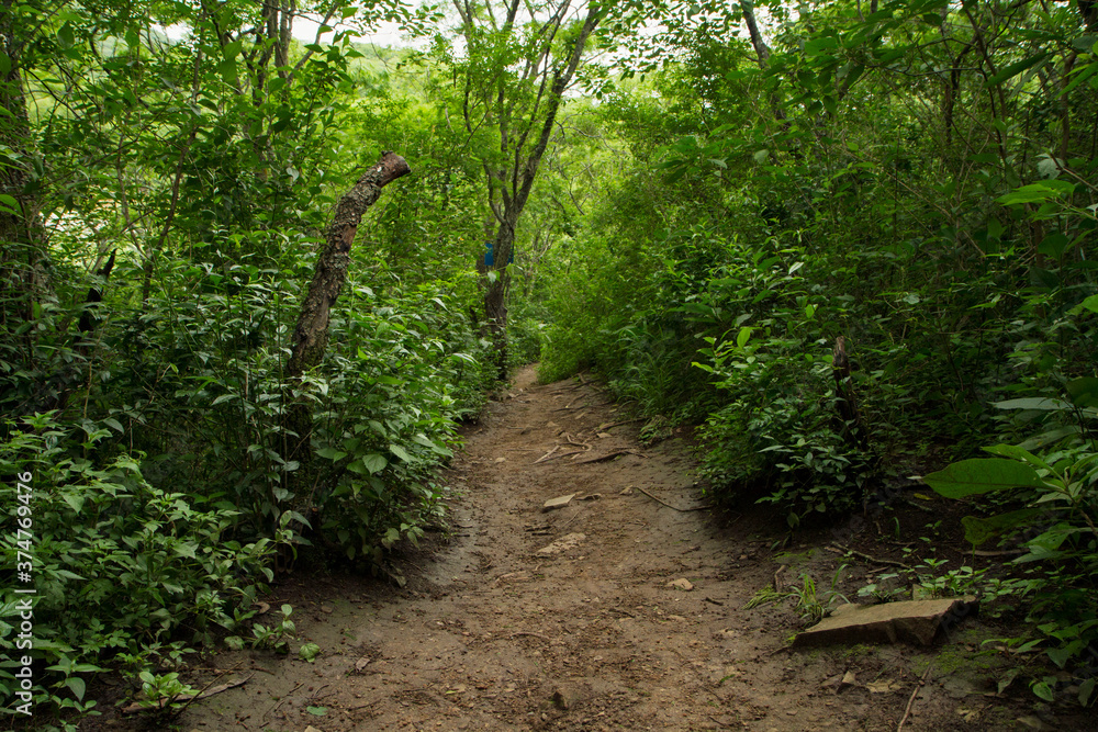 Hiking. Dirt path along the forest of beautiful green leaves foliage. Hiking. Dirt path along the forest of beautiful green leaves foliage.