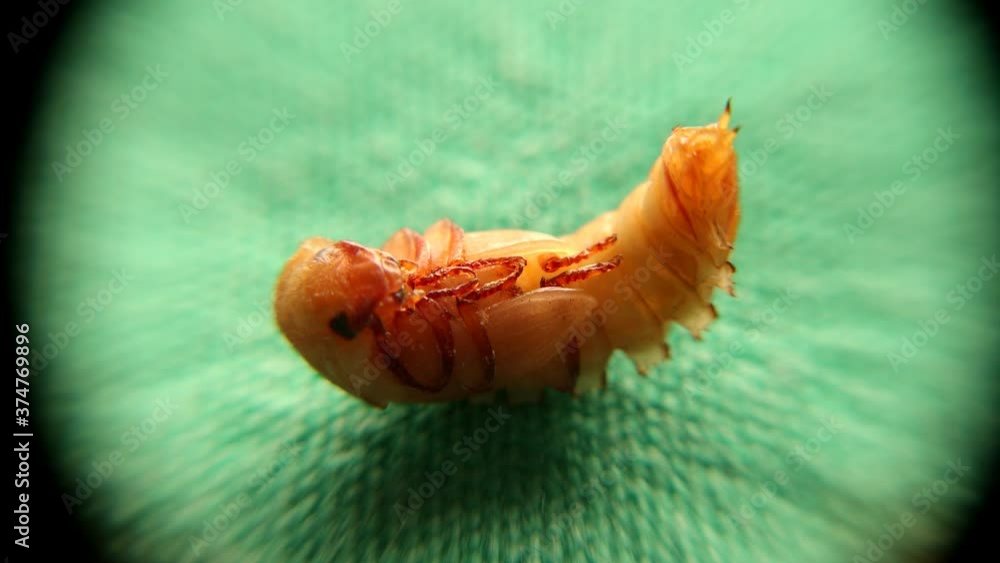 mealworms on white background; pupa mealworms, mealworms, superworm