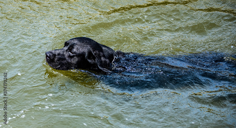 Black Labrador Black Labrador