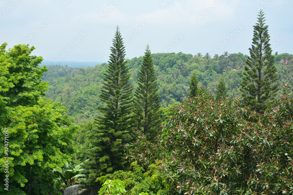 Mountain view with trees and leaves during daytime Mountain view with trees and leaves during daytime