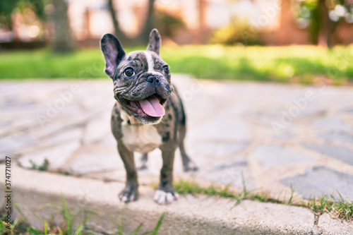 Beautiful puppy spotted french bulldog happy at the park outdoors © Krakenimages.com