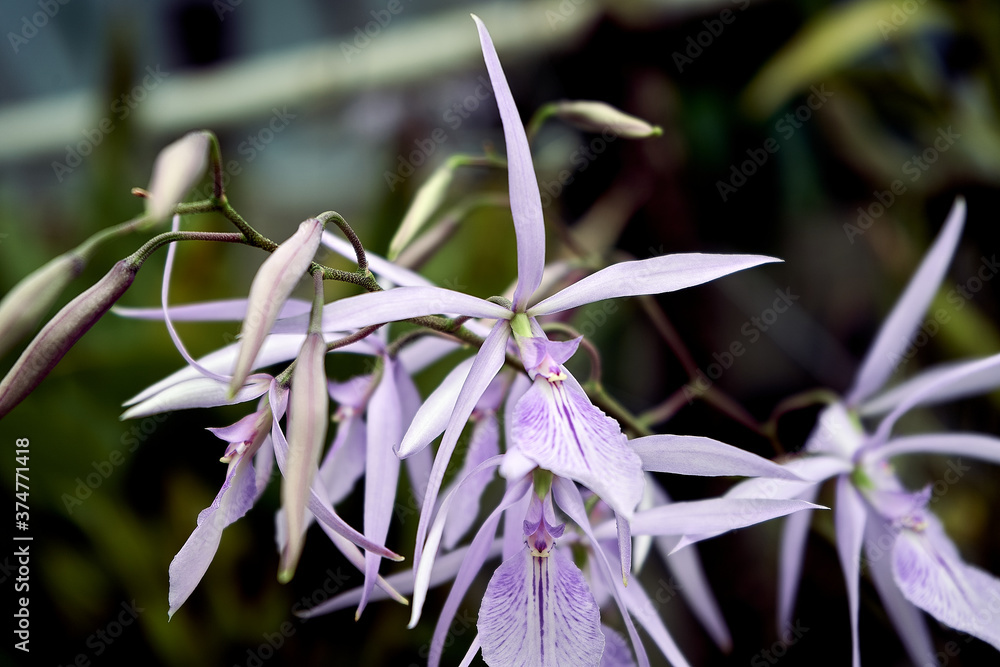Fototapeta premium Orquídea Azul