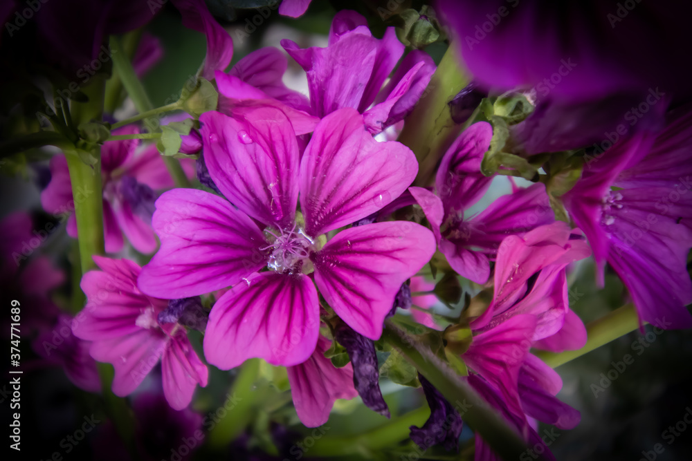 pink and purple flower pink and purple flower