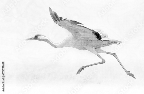 Common crane (Grus grus) bird - sketch