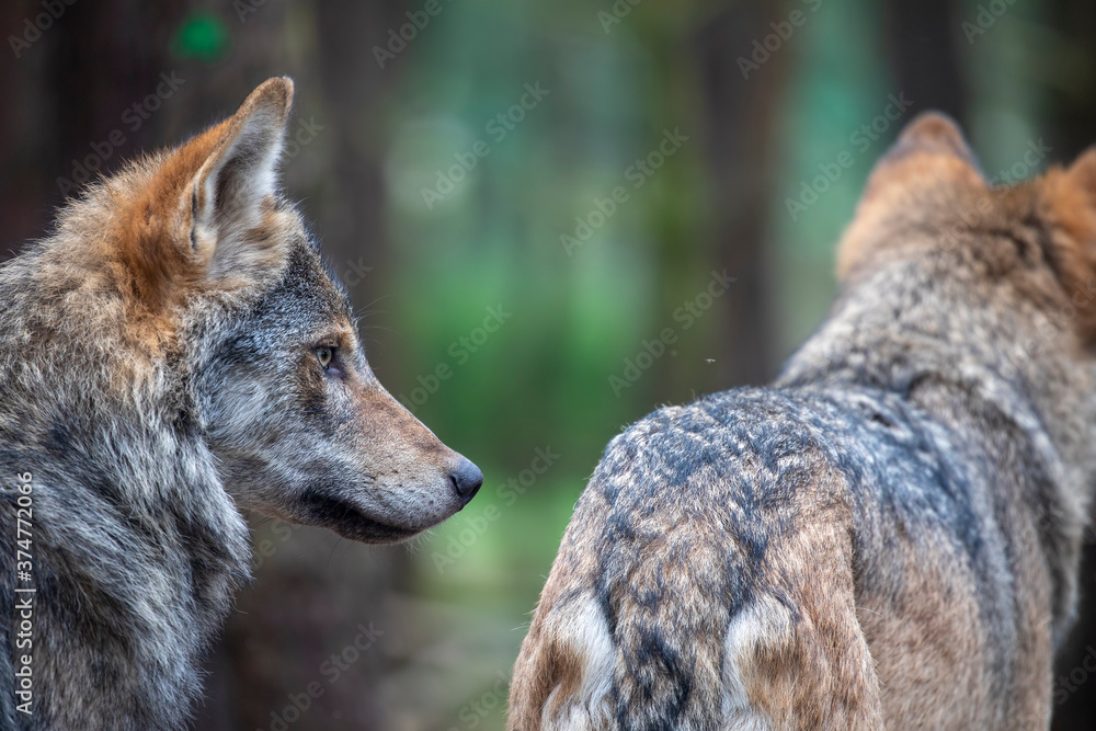 Timber wolves, grey wolf, Canis lupus, close up side portrait standing next together while in woodland.