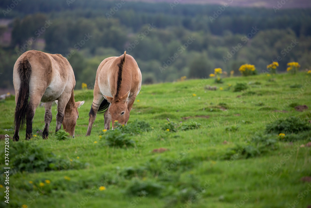 Przewalski's horse, Equus ferus przewalskii, portrait of two feeding on grass with woodland background.