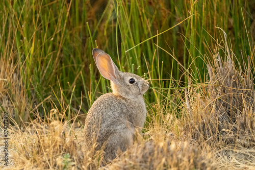 Baby bunny near a marsh in Carson City Nevada © Dennis W. McHugh