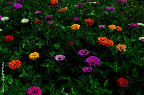 Flowers in Alabama Field © Phillip