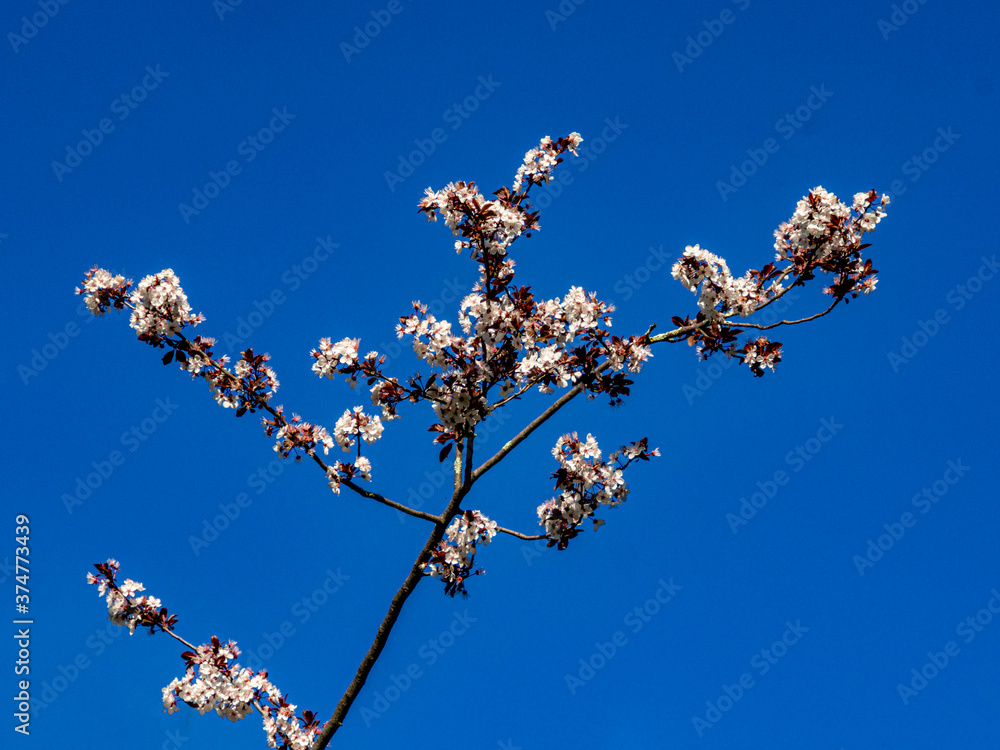 White Plum Blossom White Plum Blossom