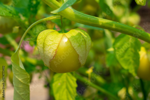 Green Tomatillo - Toma Verde - (Physalis ixocarpa) ripe on the plant